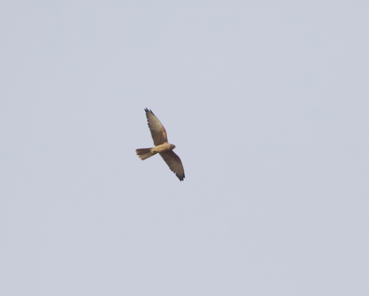Fox Kestrel - ML629469208