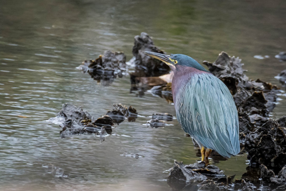 Green Heron - ML629469225