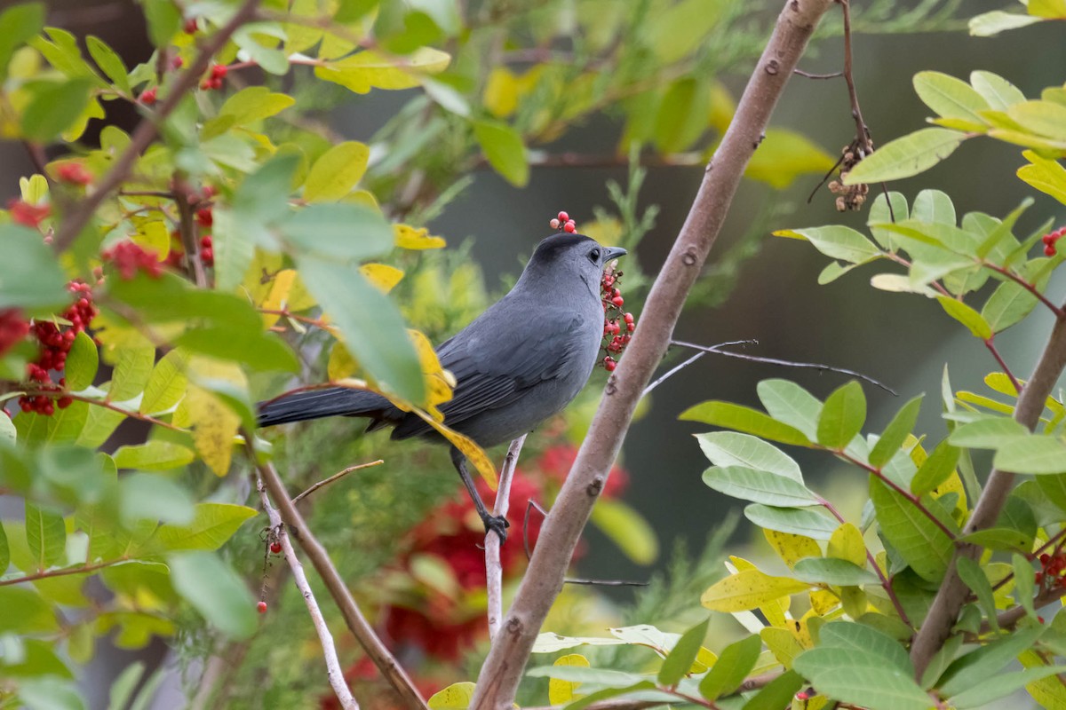 Gray Catbird - ML629469415