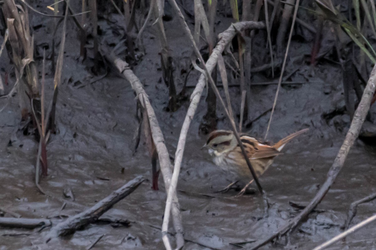 Swamp Sparrow - ML629469430