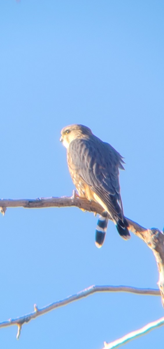 Merlin - ML629469604