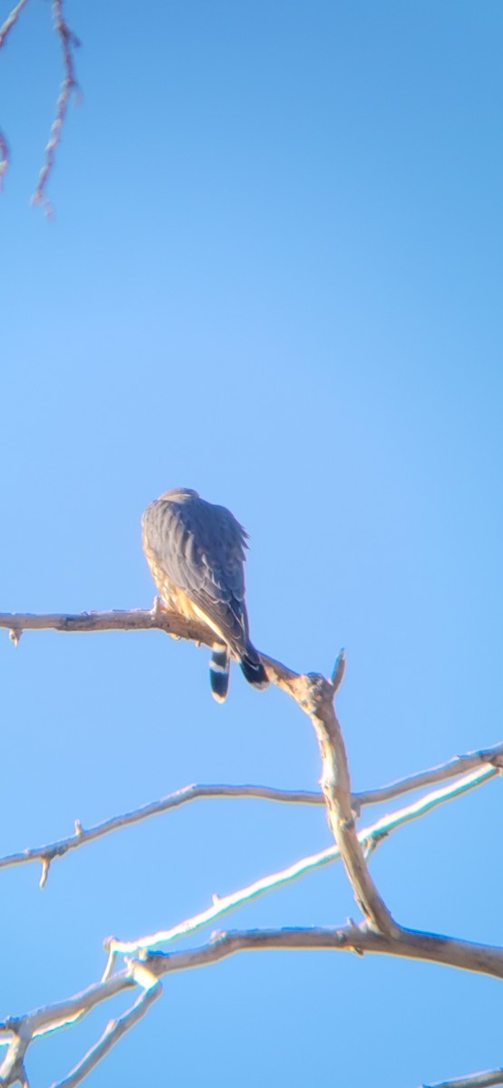 Merlin - ML629469605