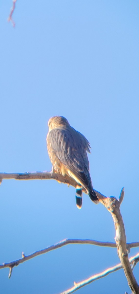 Merlin - ML629469606