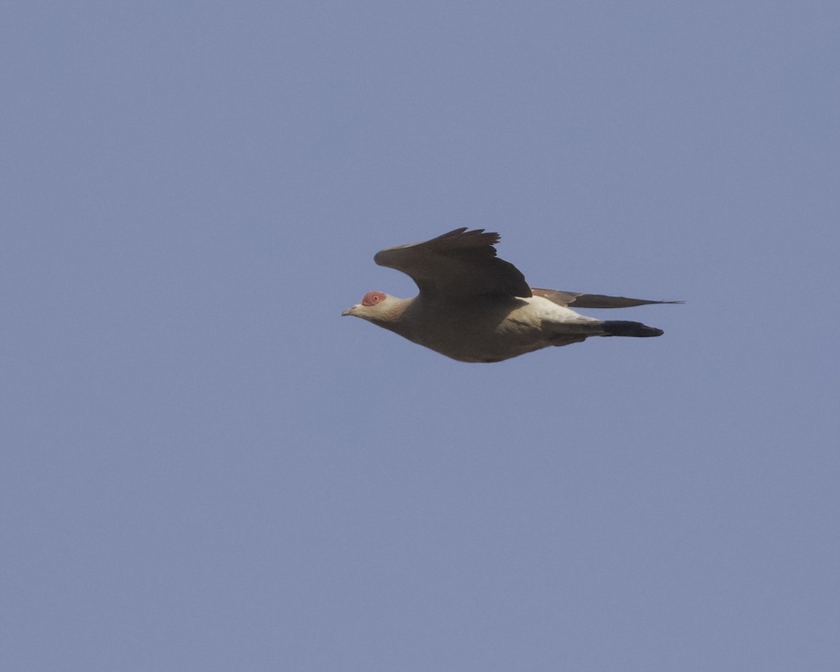 Speckled Pigeon - ML629469657