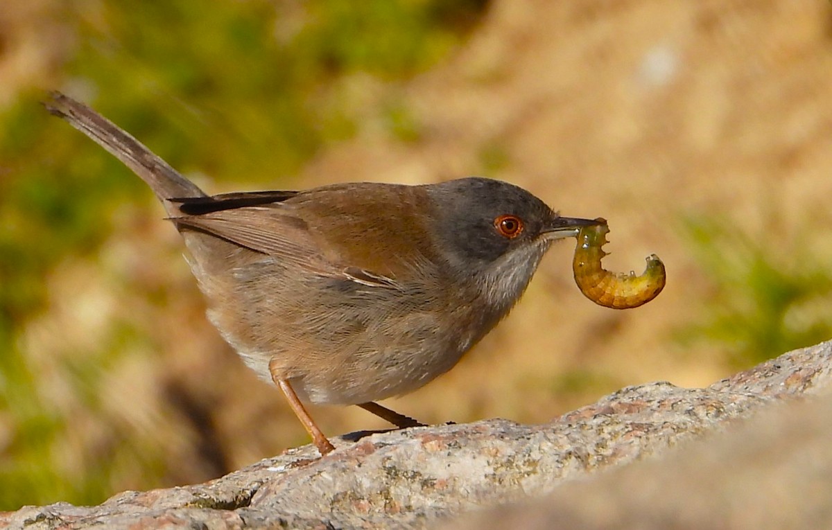 Sardinian Warbler - ML629469730