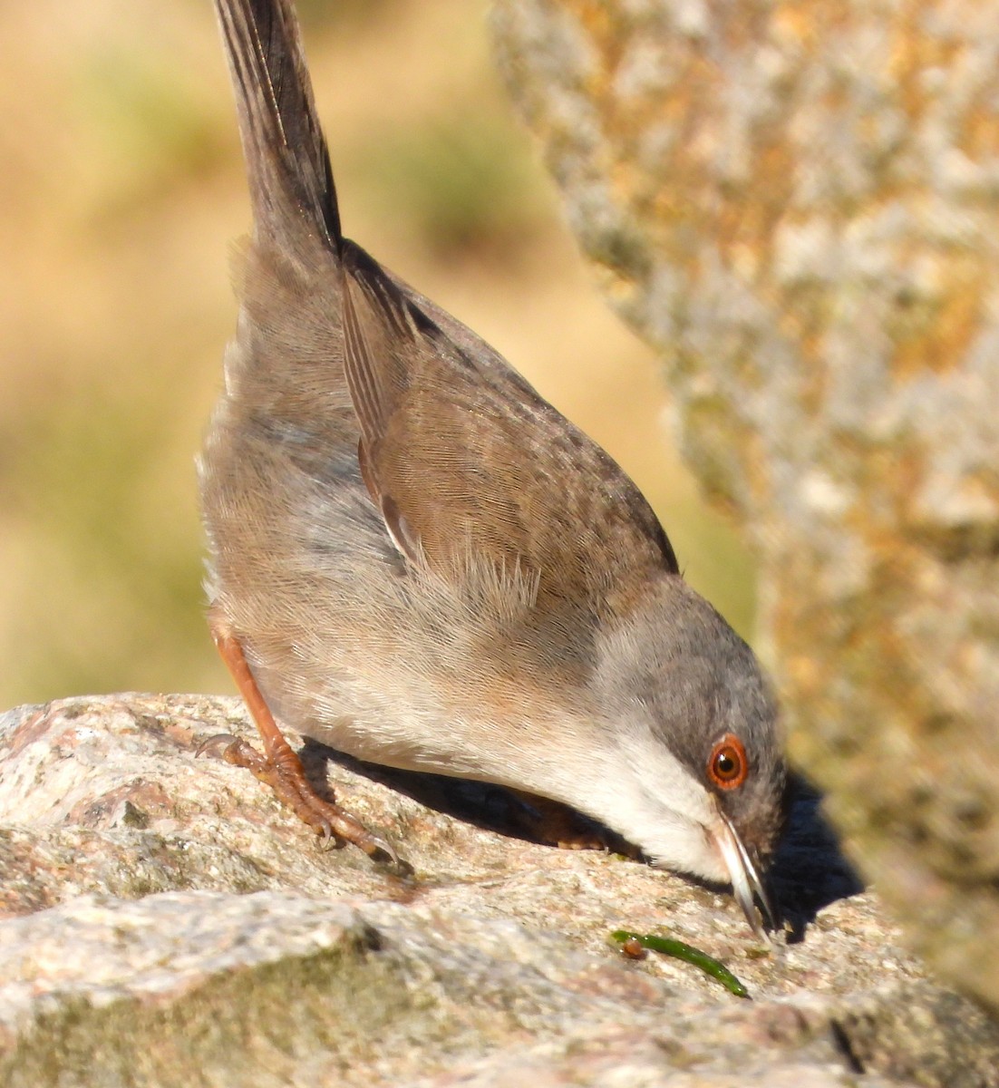 Sardinian Warbler - ML629469731