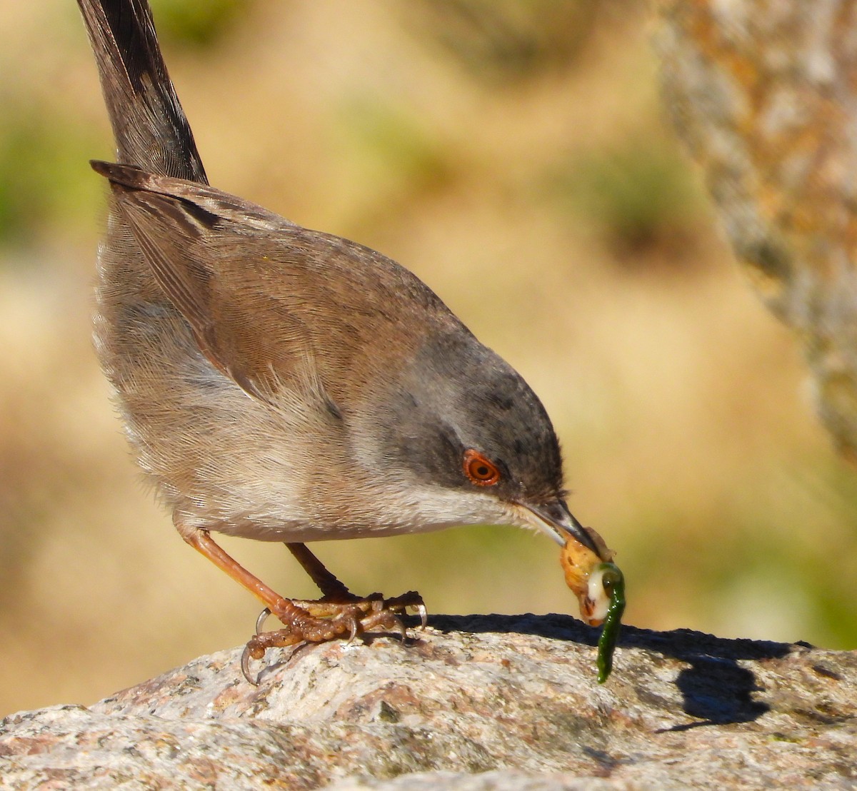 Sardinian Warbler - ML629469732
