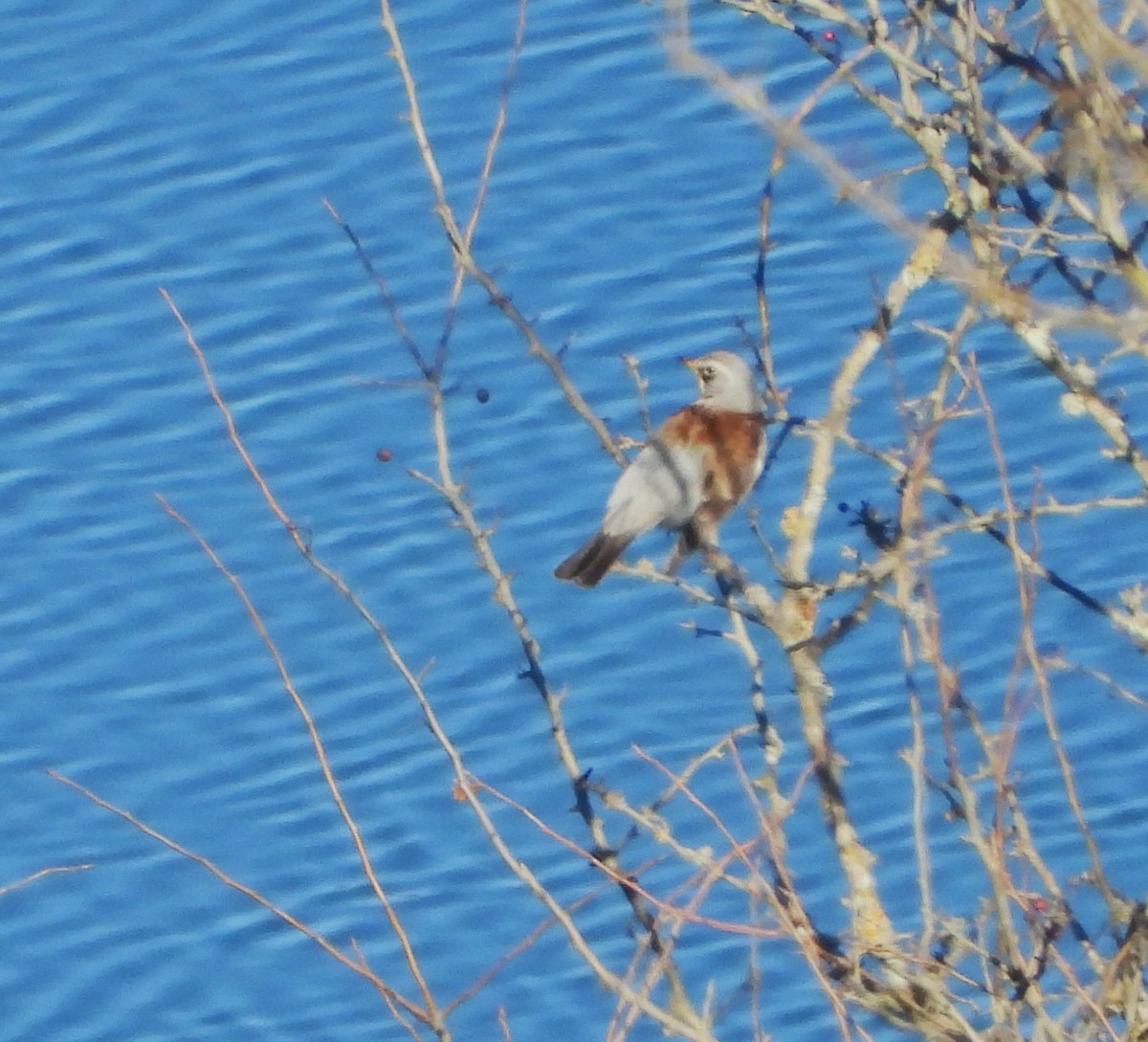 Fieldfare - ML629469744