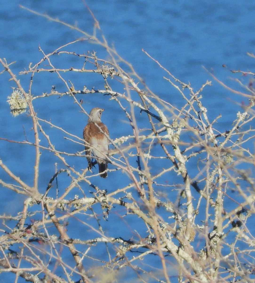 Fieldfare - ML629469745