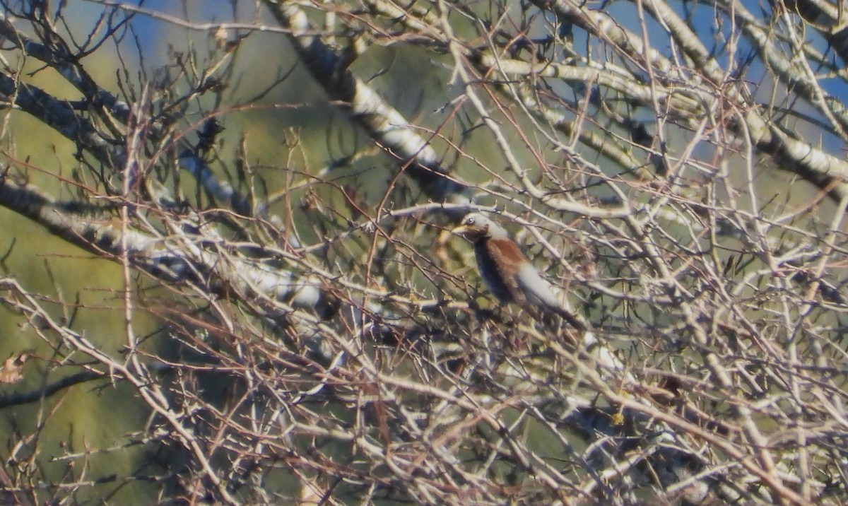 Fieldfare - ML629469746