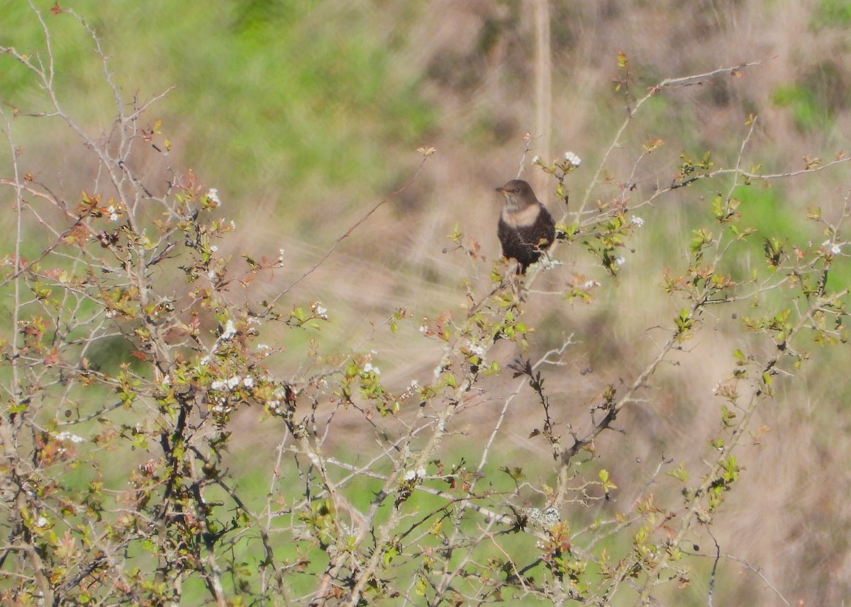 Ring Ouzel - ML629469752