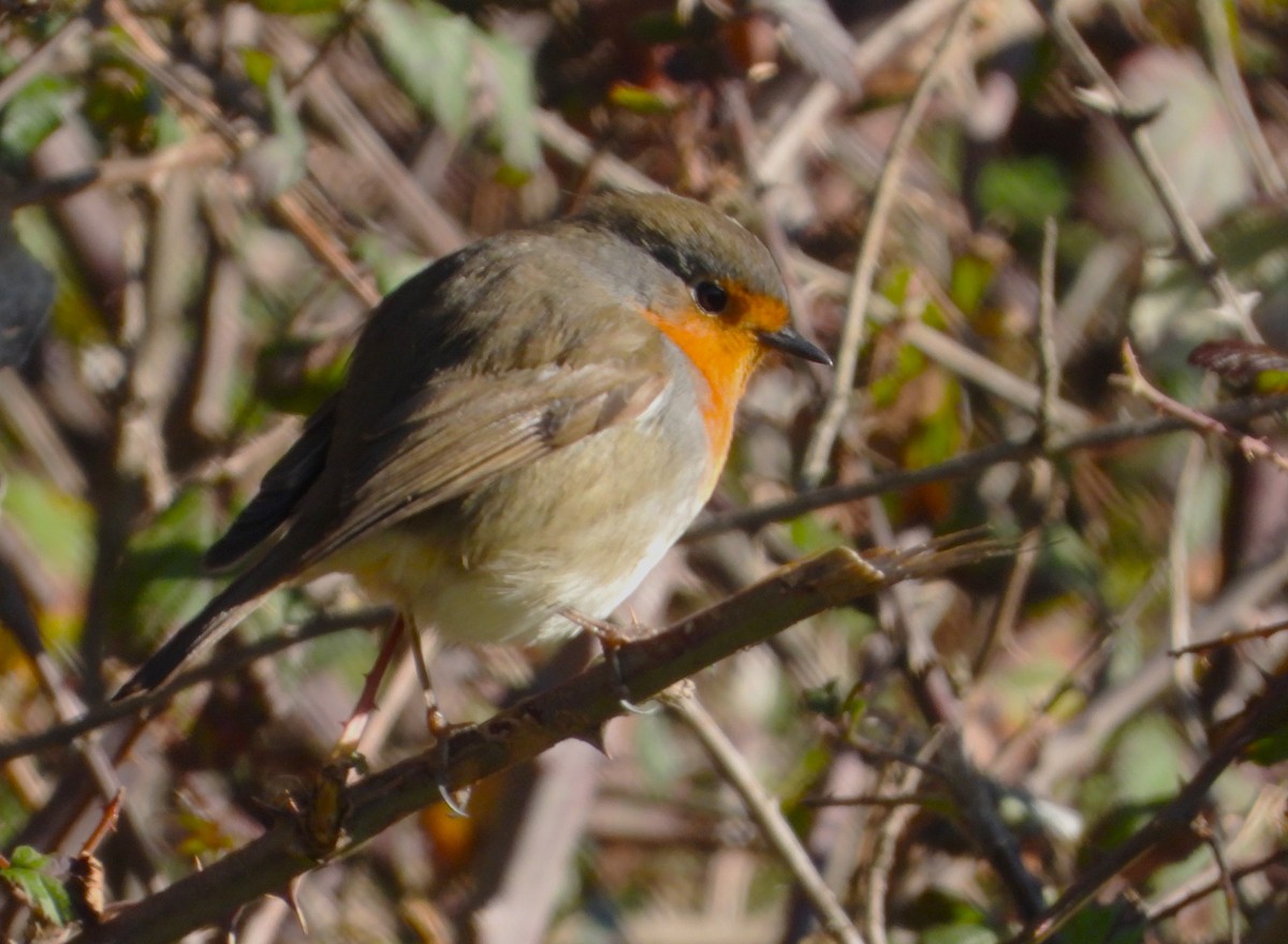 European Robin - ML629469766
