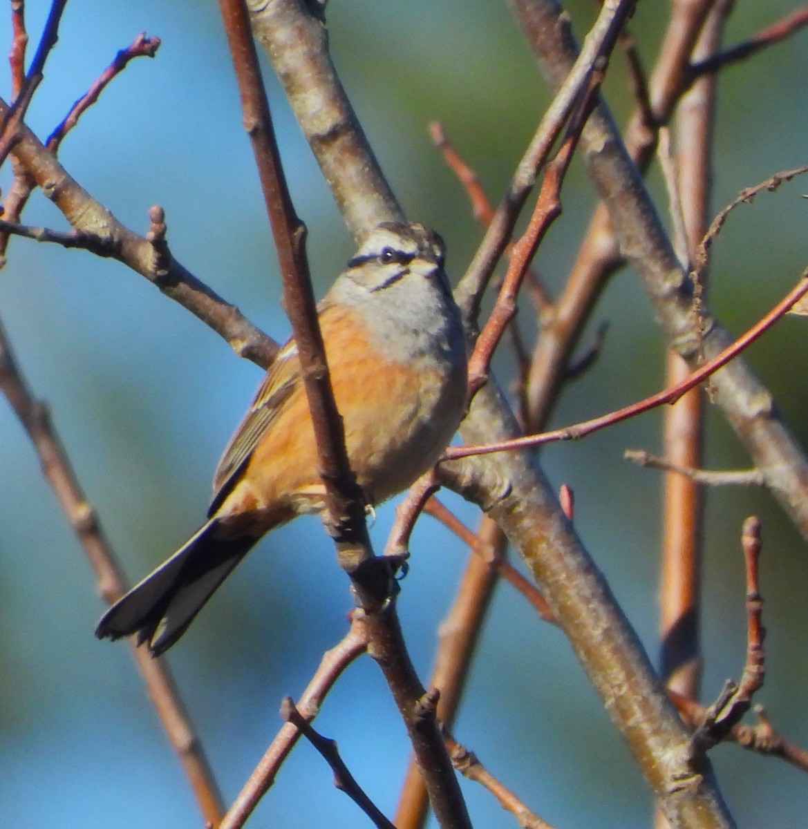 Rock Bunting - ML629469794