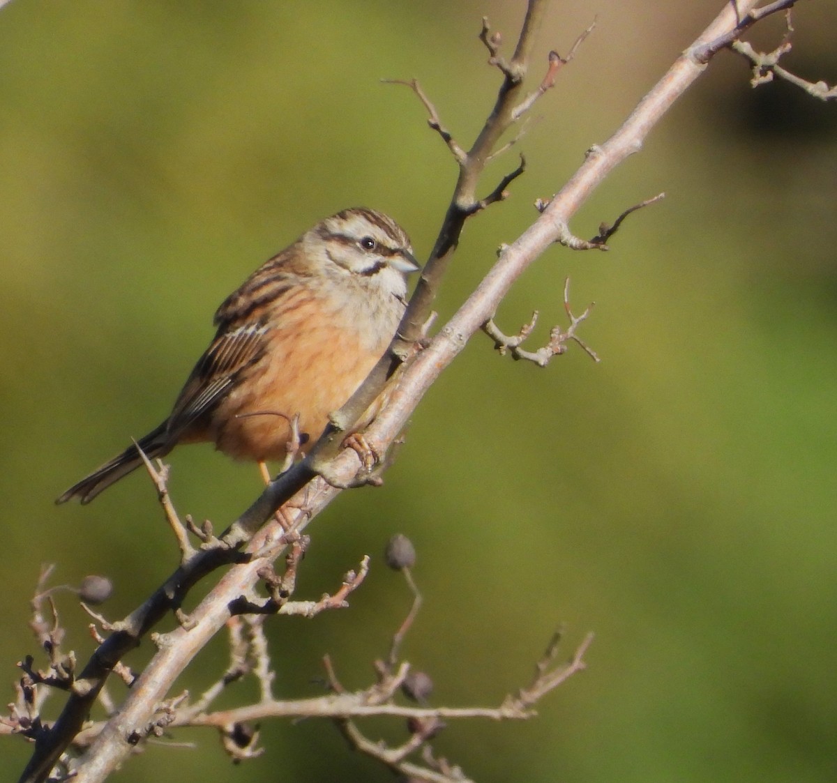 Rock Bunting - ML629469795