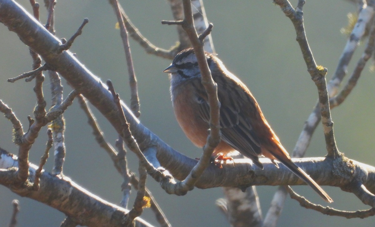Rock Bunting - ML629469796