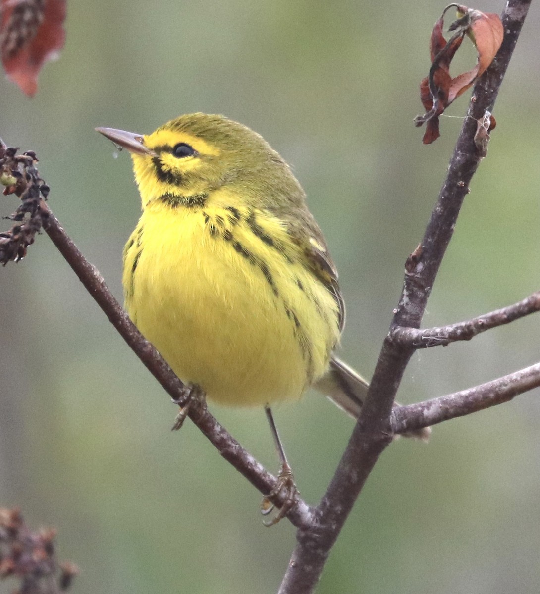 Prairie Warbler - ML629469865