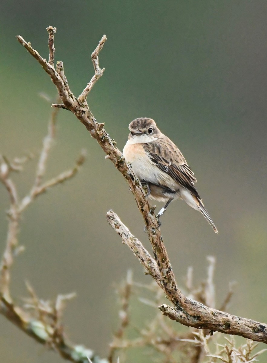 Amur Stonechat - ML629469947