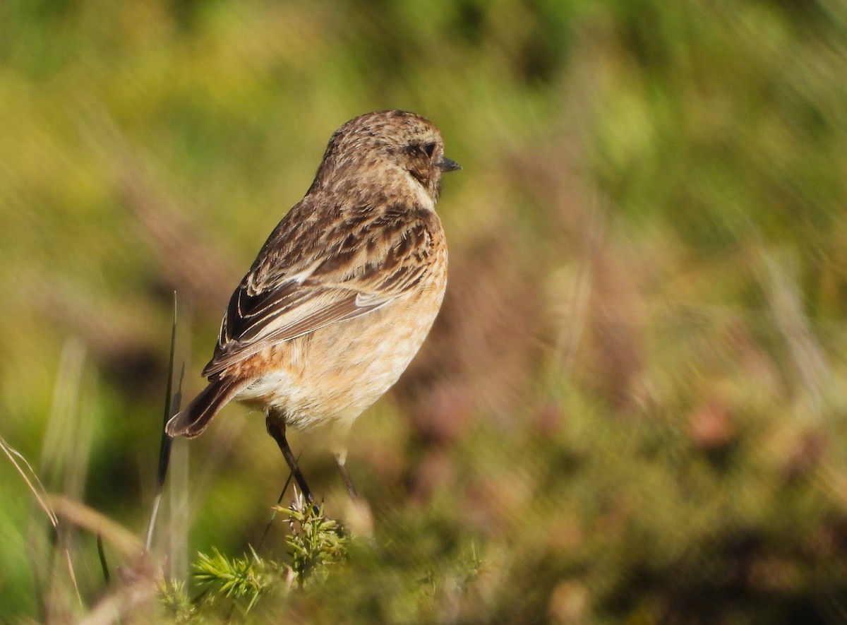 European Stonechat - ML629470030