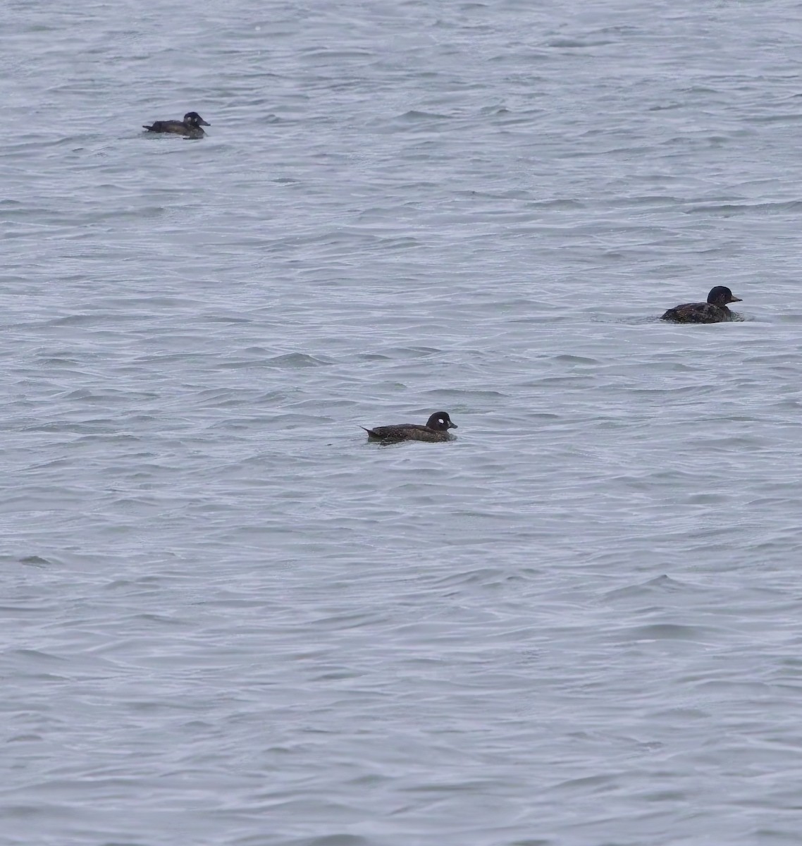 Harlequin Duck - ML629470095