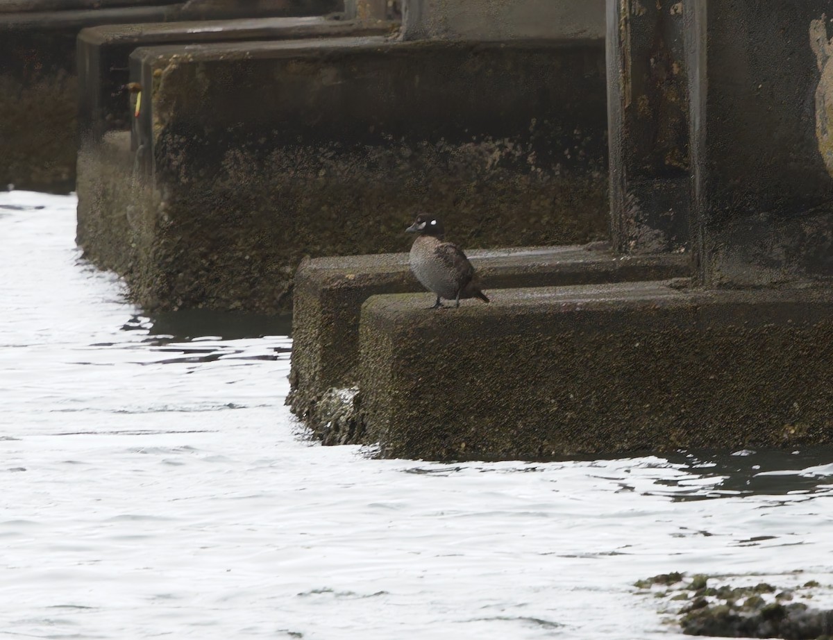 Harlequin Duck - ML629470139