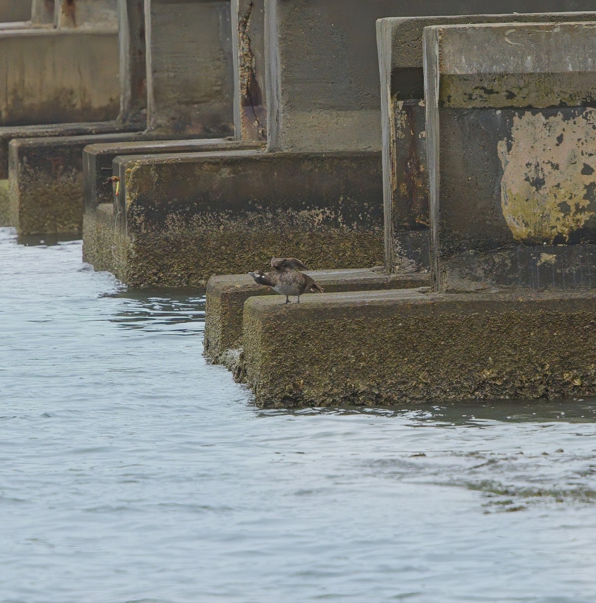 Harlequin Duck - ML629470140