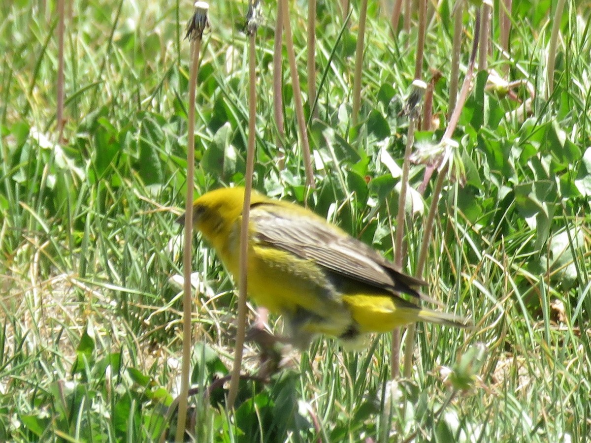 Greater Yellow-Finch - ML629470232