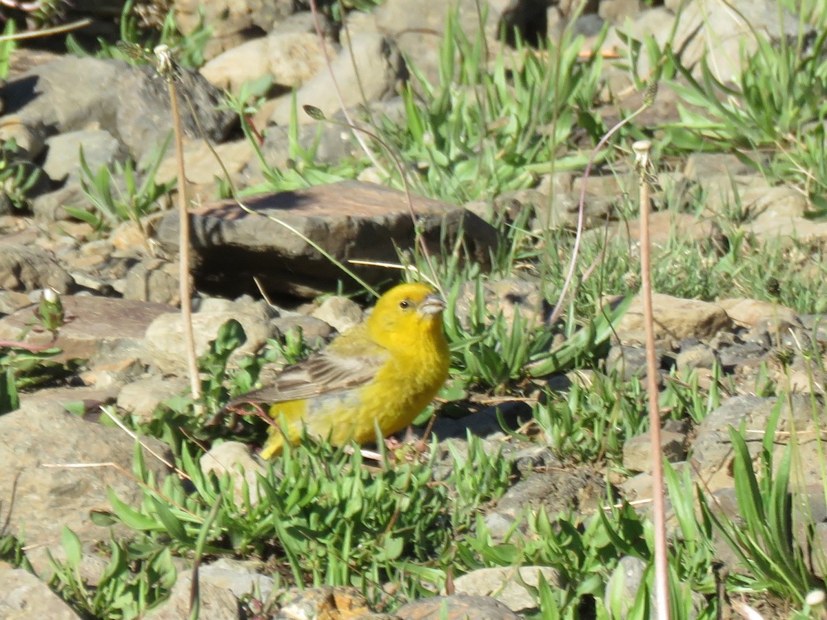 Greater Yellow-Finch - ML629470350