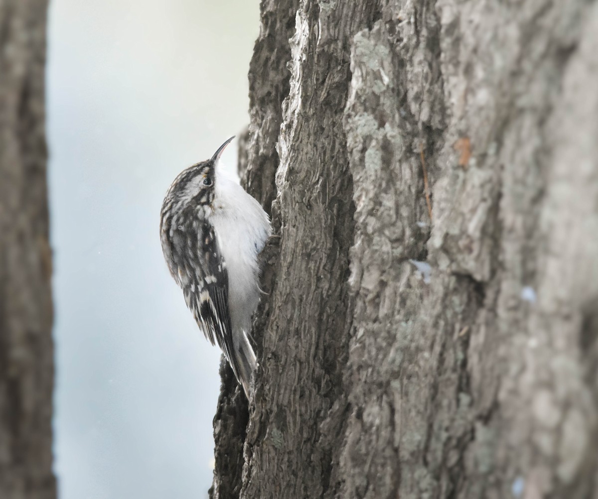 Brown Creeper - ML629470394