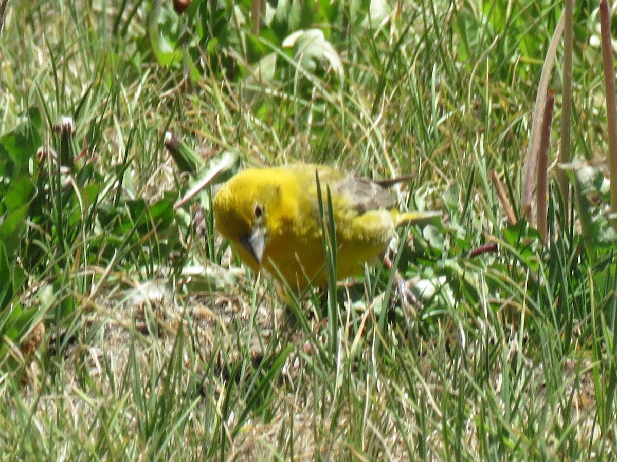 Greater Yellow-Finch - ML629470400