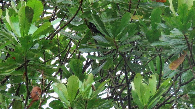 Scarlet-browed Tanager - ML629470423