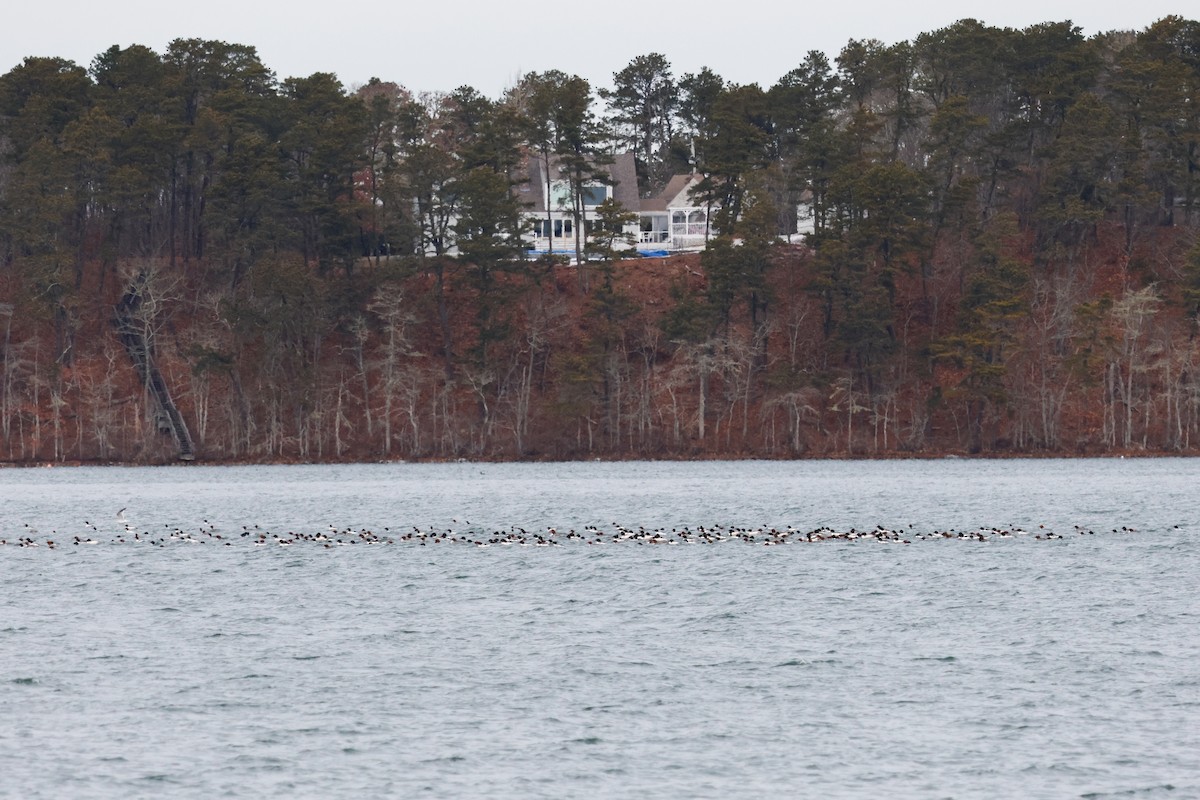 Common Merganser (North American) - ML629470606