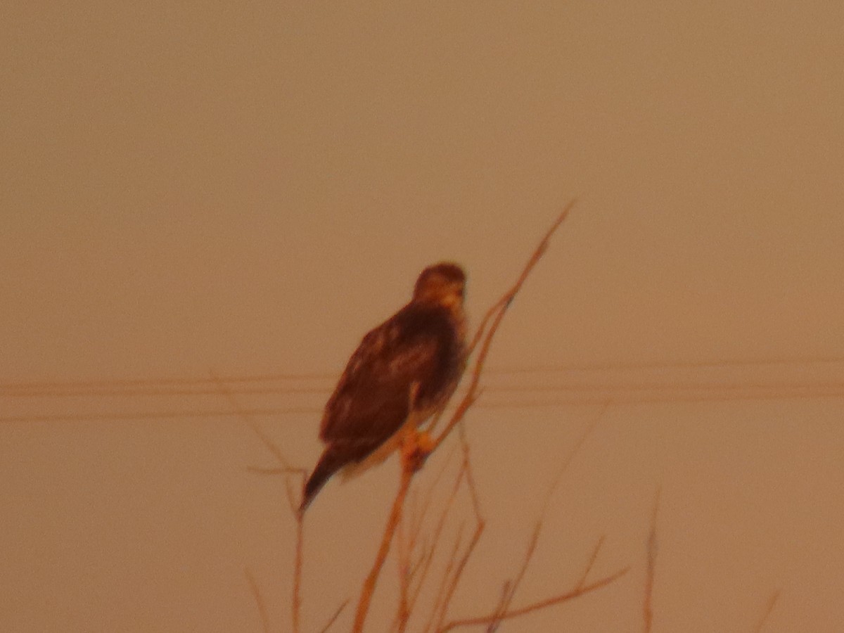 Buteo sp. - ML629470698