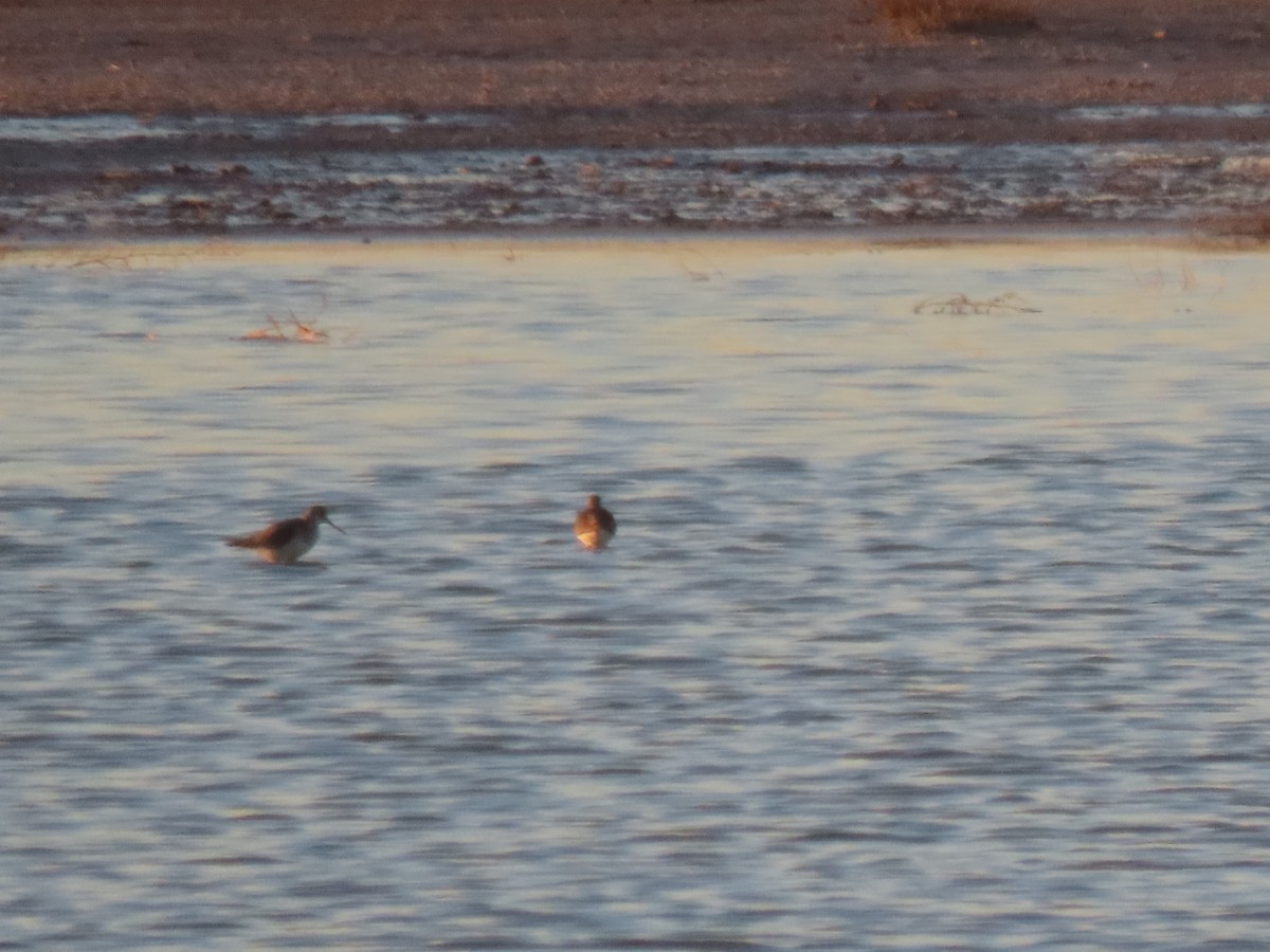 Greater Yellowlegs - ML629470804