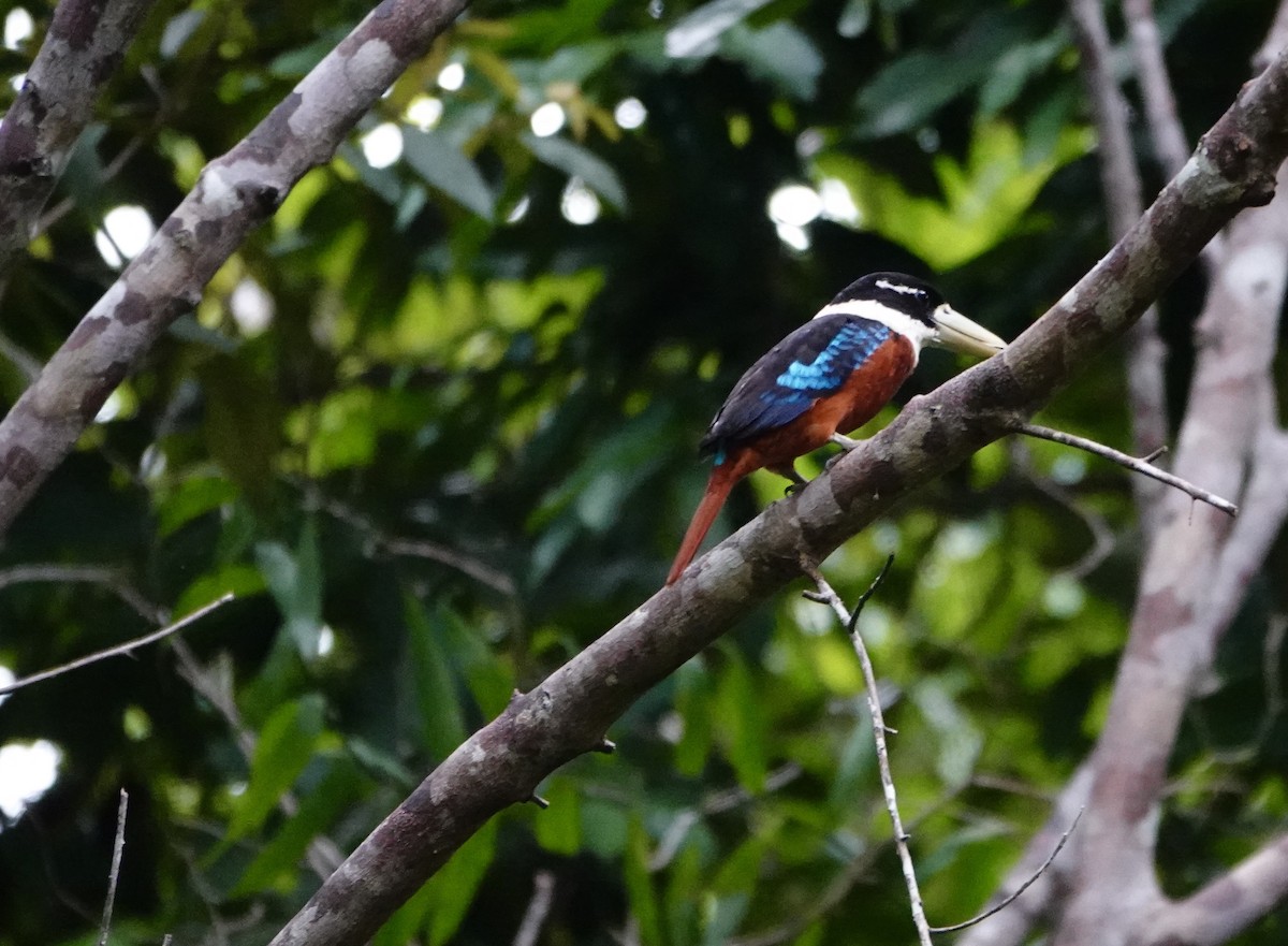 Rufous-bellied Kookaburra - ML629470824