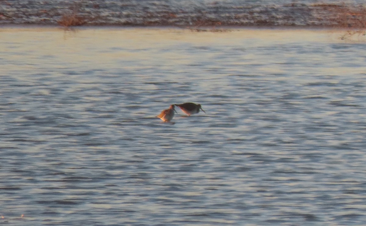 Greater Yellowlegs - ML629470835