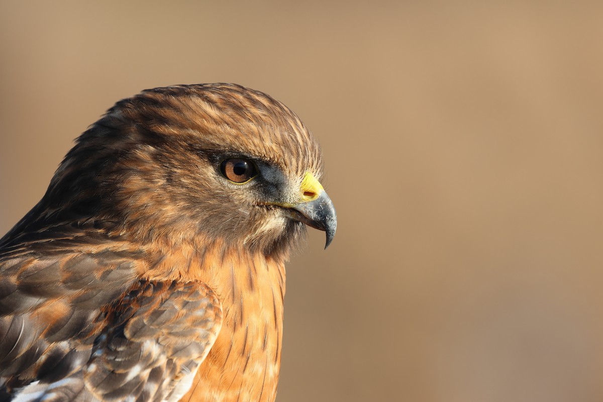 Red-shouldered Hawk - ML629470856