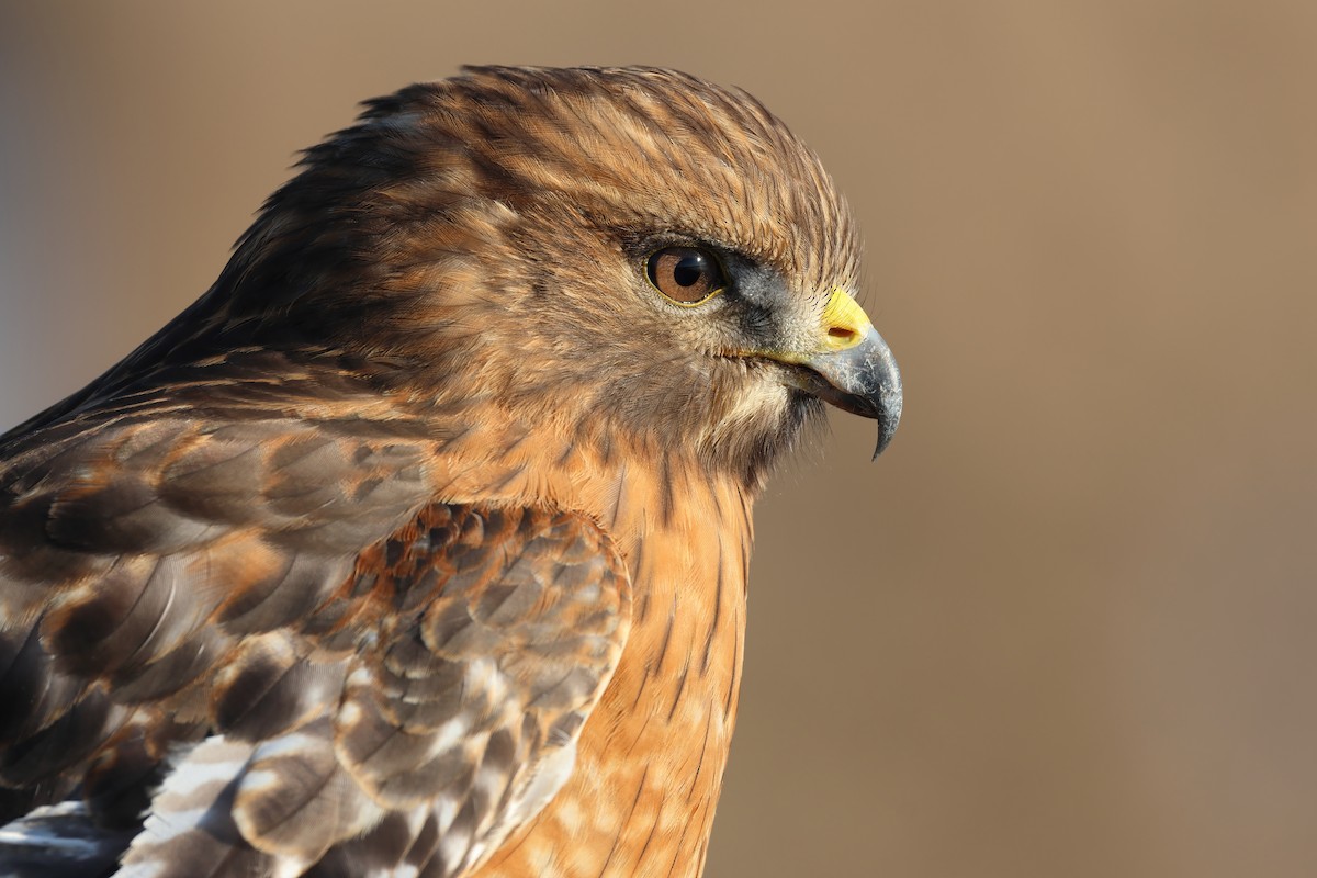 Red-shouldered Hawk - ML629470872