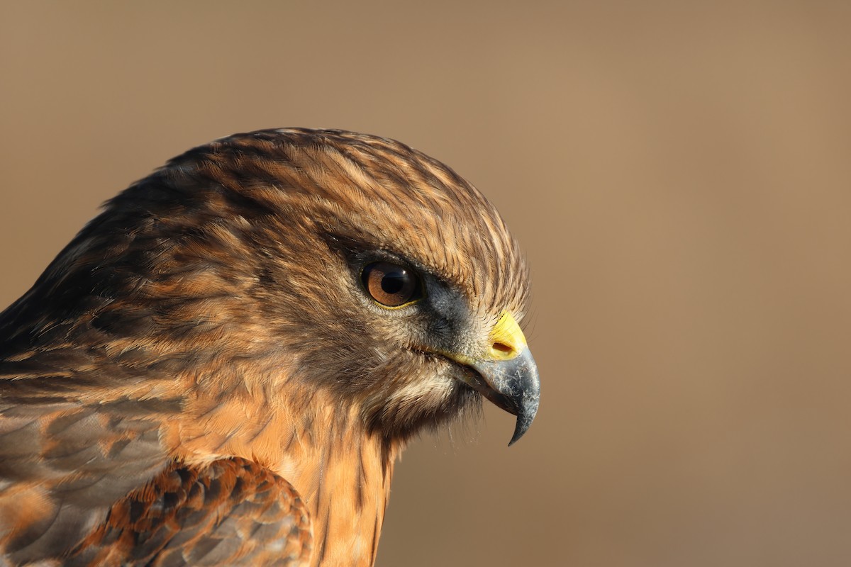 Red-shouldered Hawk - ML629470874