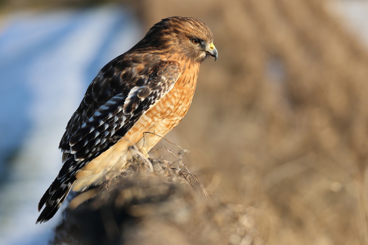 Red-shouldered Hawk - ML629470885
