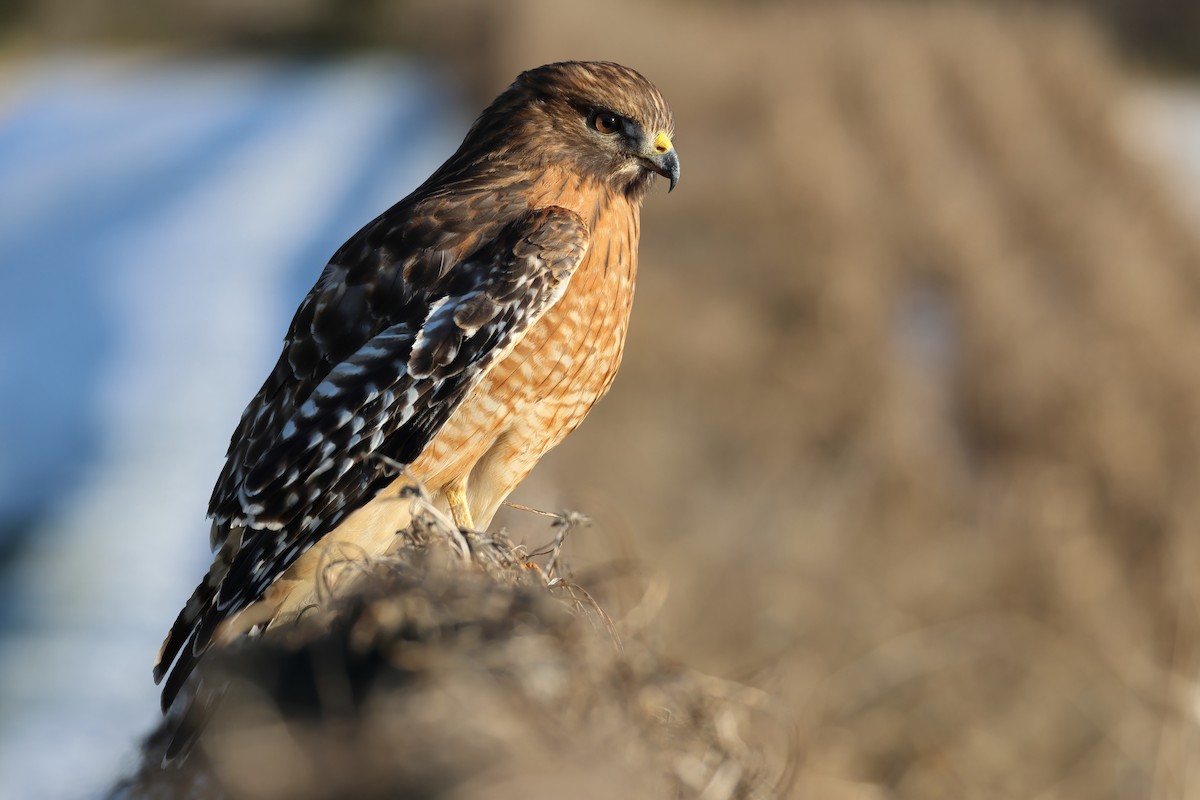 Red-shouldered Hawk - ML629470887