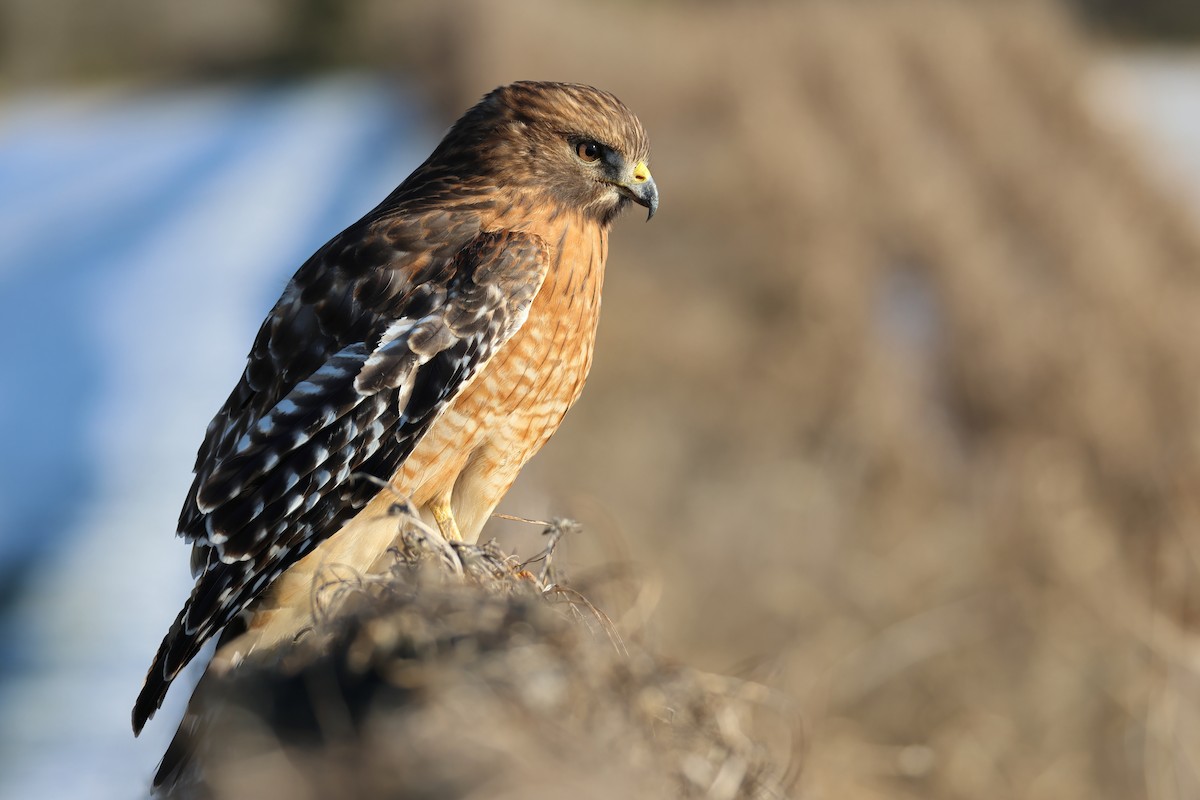 Red-shouldered Hawk - ML629470892