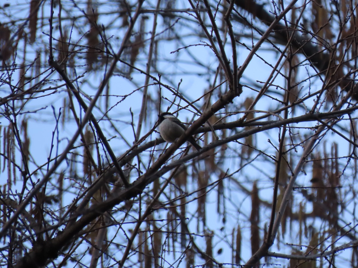 Caspian Tit - ML629470943