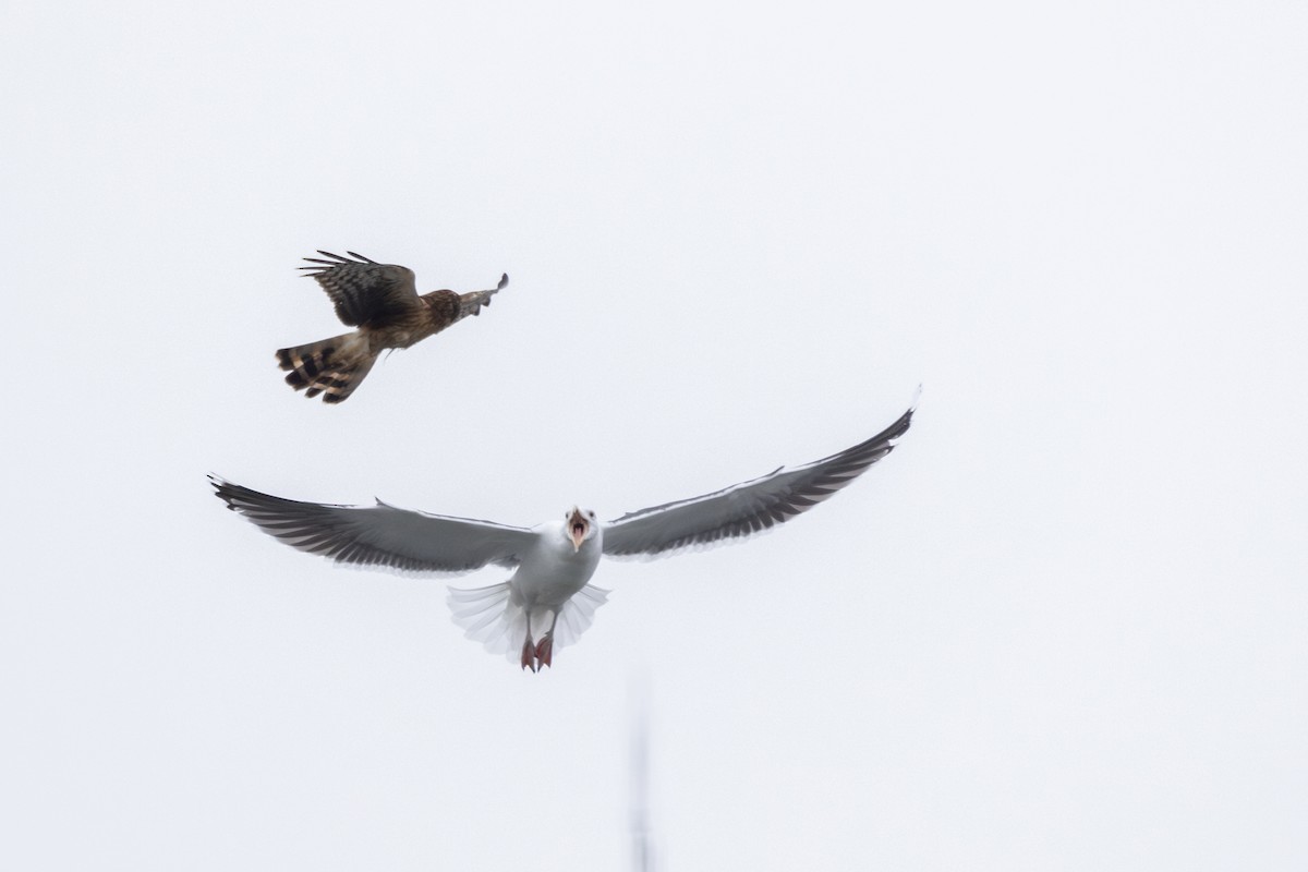 Northern Harrier - ML629471054