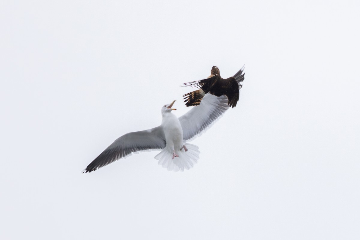 Northern Harrier - ML629471055