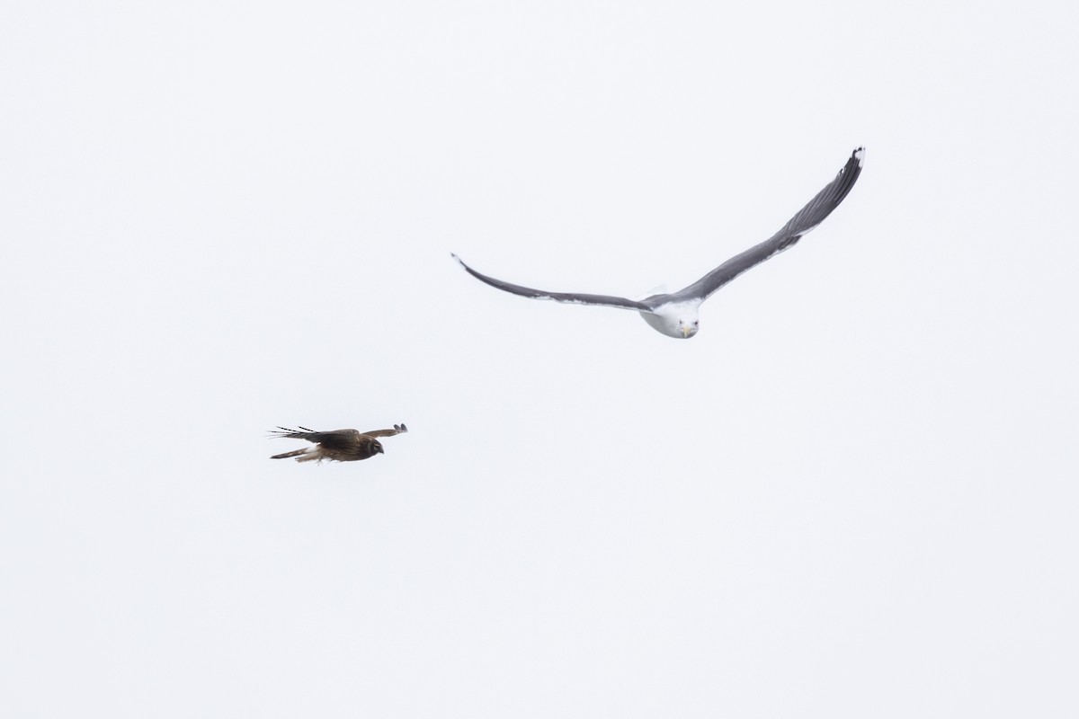 Northern Harrier - ML629471057