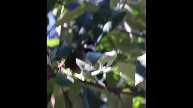 Collared Towhee - ML629471172