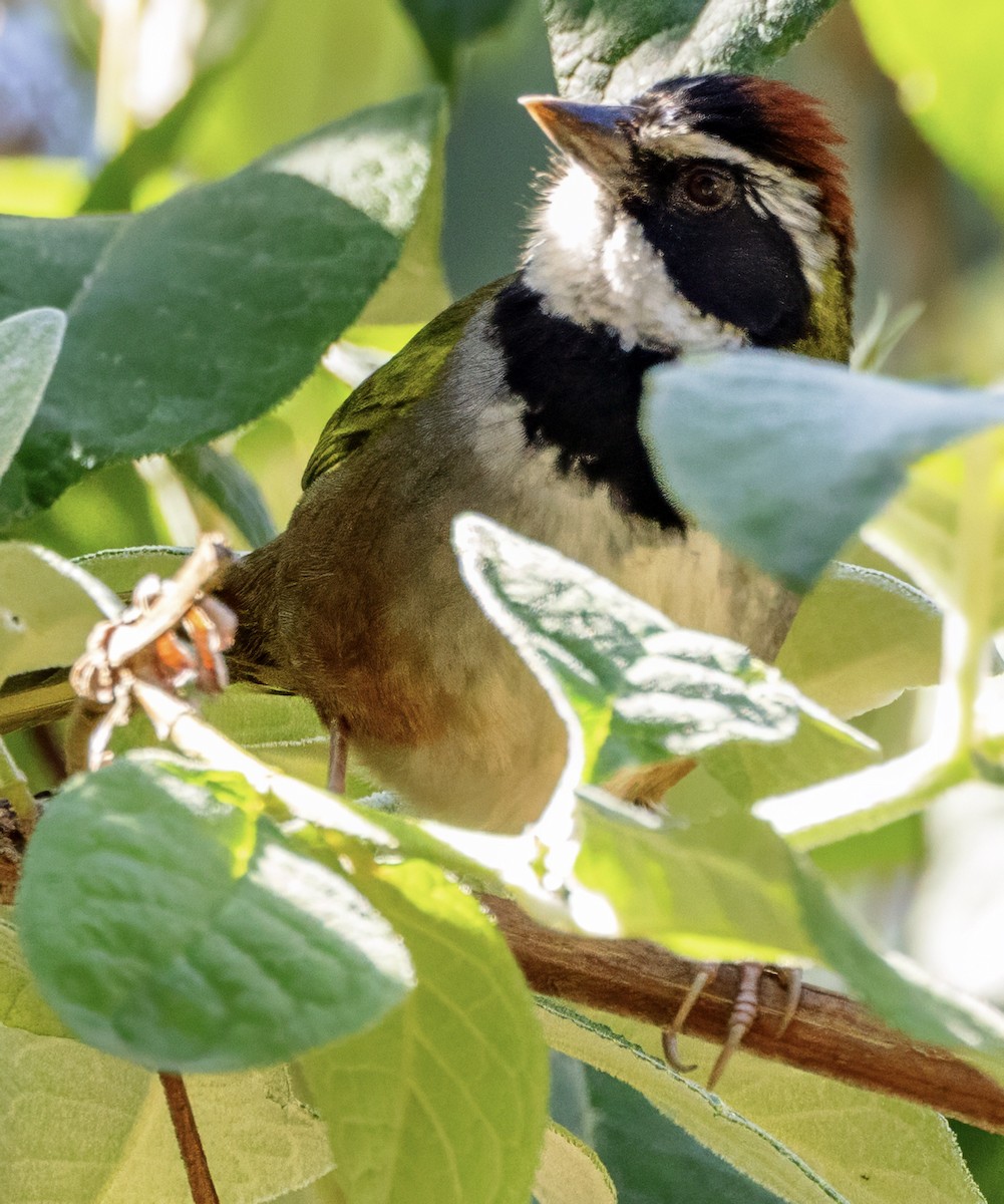 Collared Towhee - ML629471173