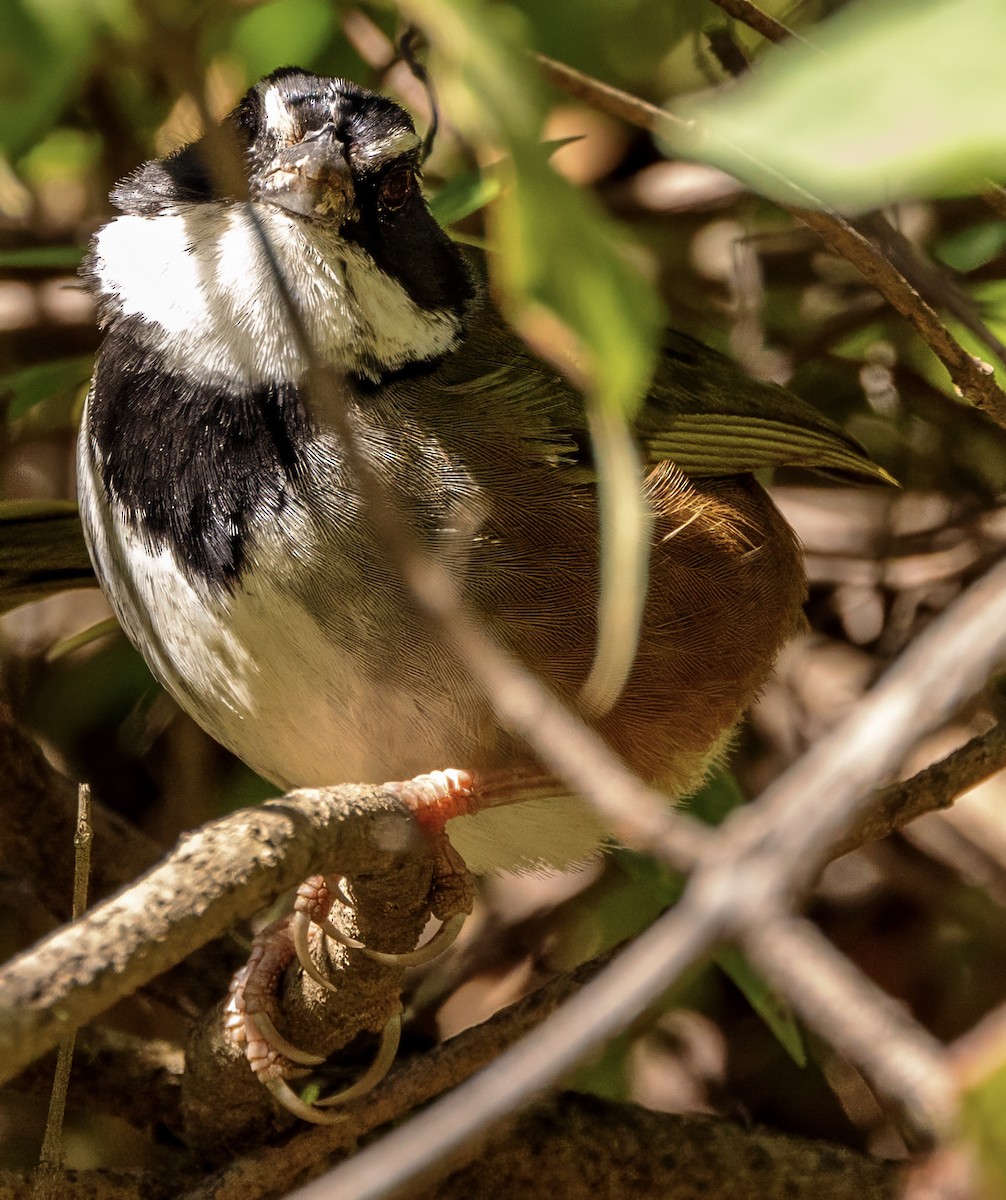 Collared Towhee - ML629471219