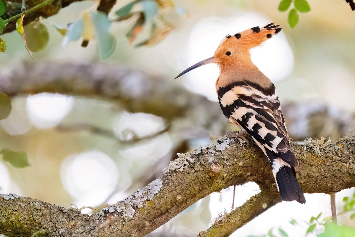 Eurasian Hoopoe - ML629471303