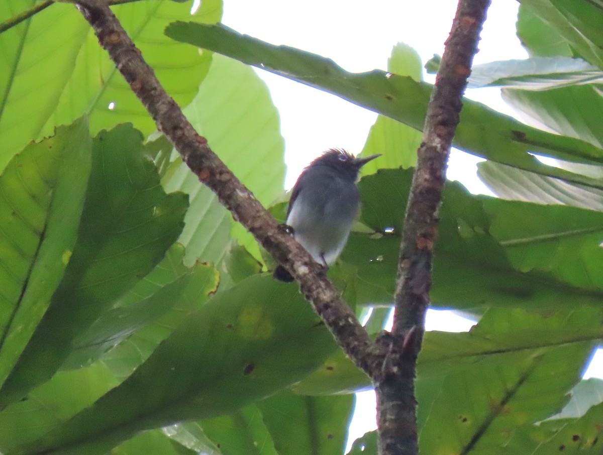 Slate-throated Gnatcatcher - ML629471304